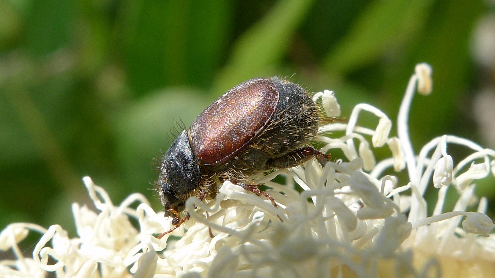 Small Brown Beetle