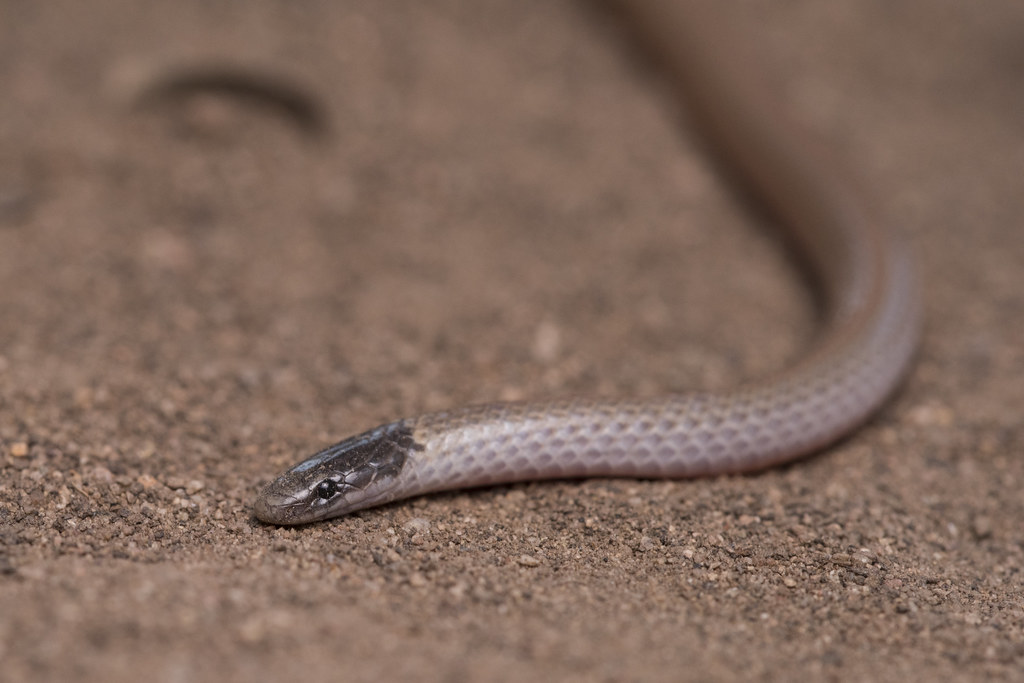 Smith’s Black-headed Snake