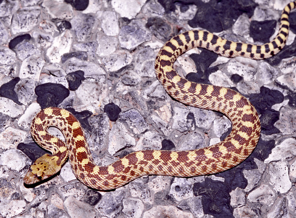 Sonoran Gopher Snake