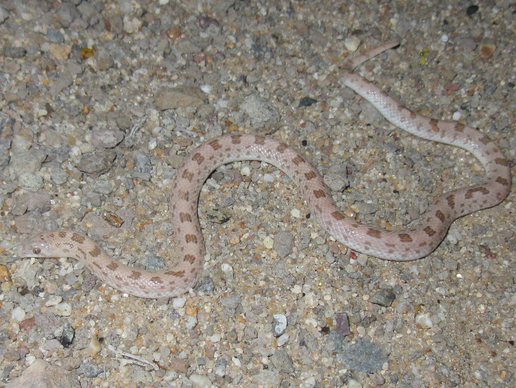 Spotted Leafnose Snake