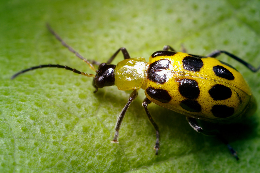 Spotted Yellow Cucumber Beetle