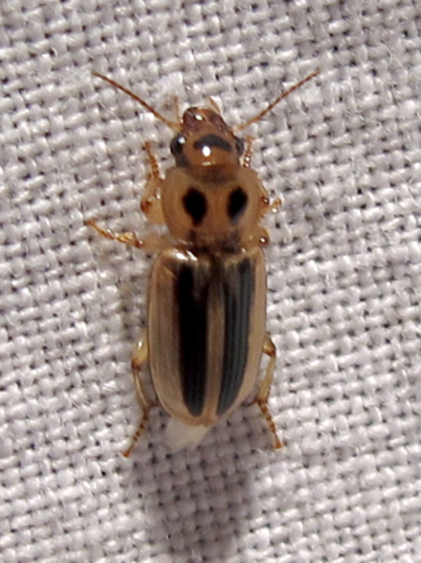 Stenolophus Ground Beetle
