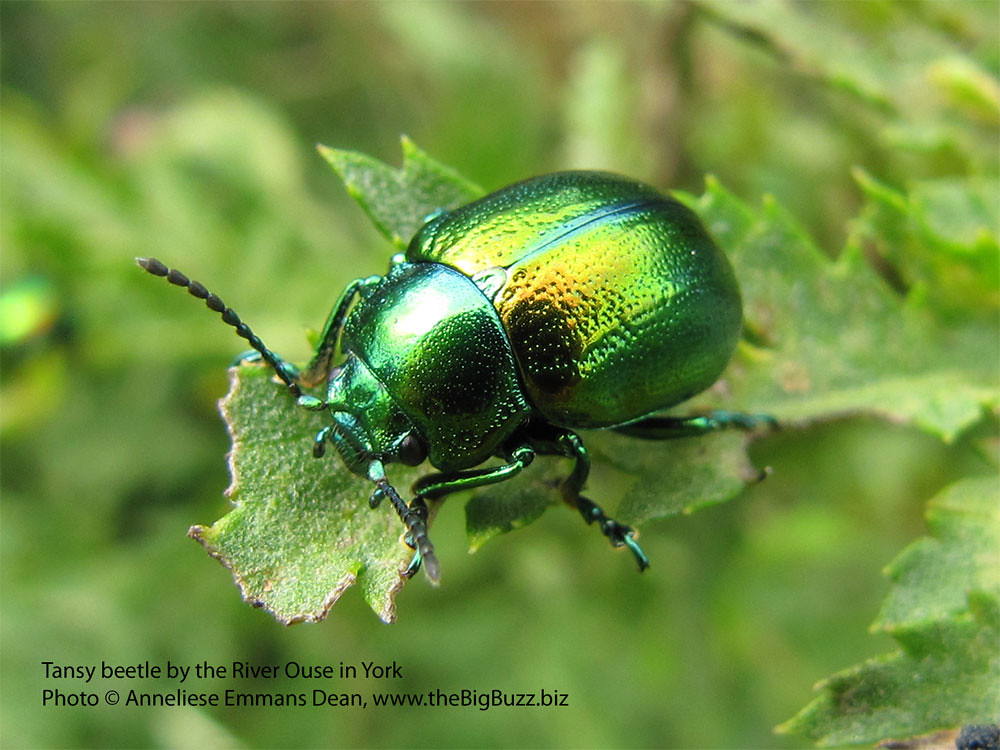Tansy Beetle 