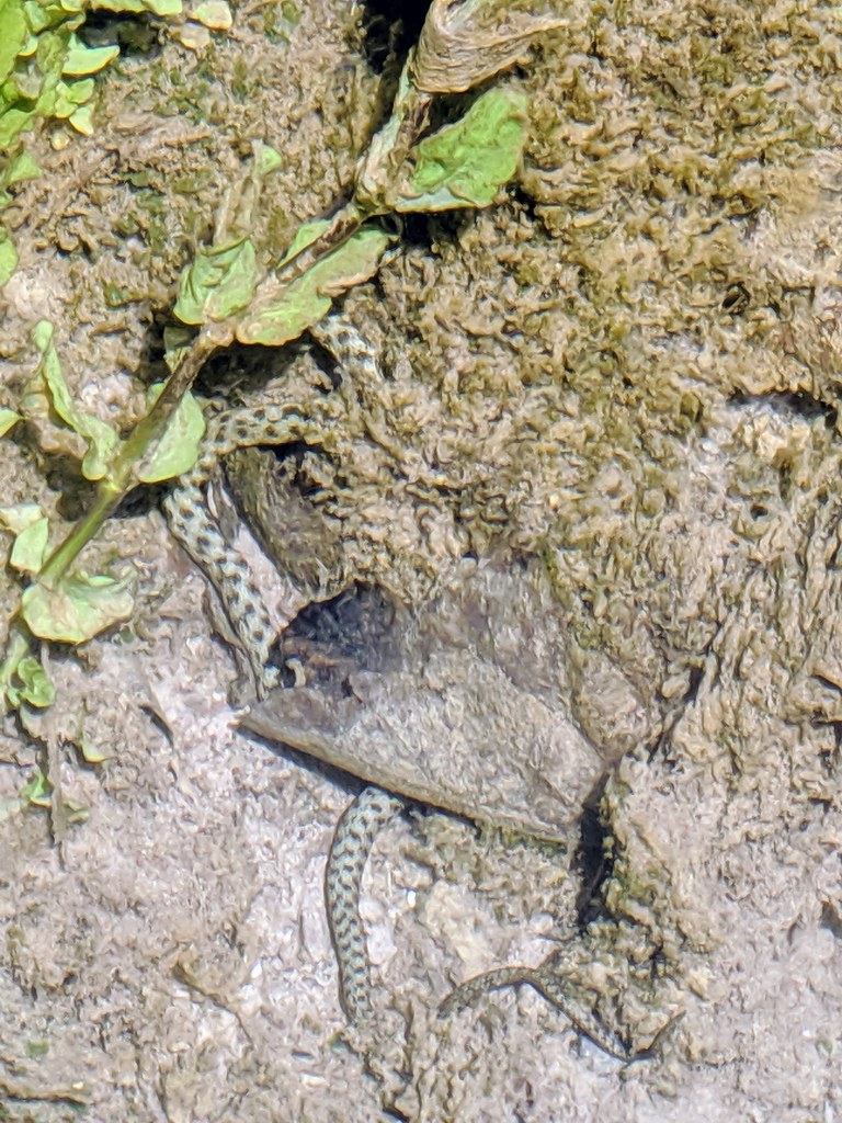 Tesselated Water Snake