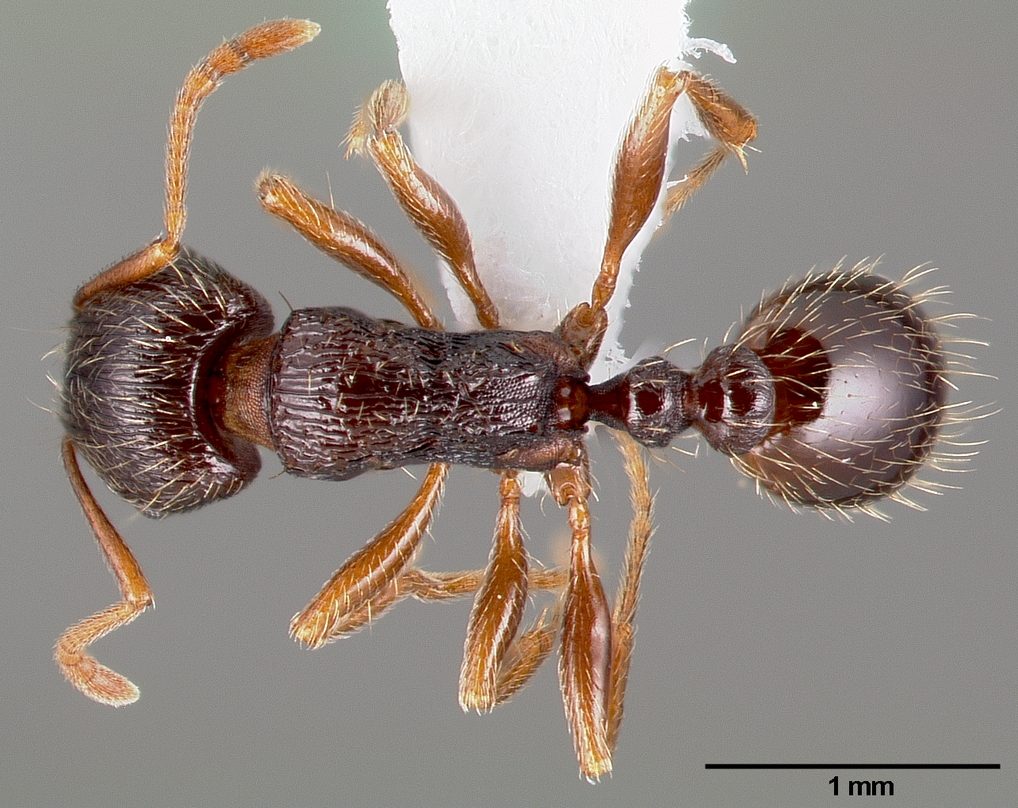 Tetramorium Immigrans