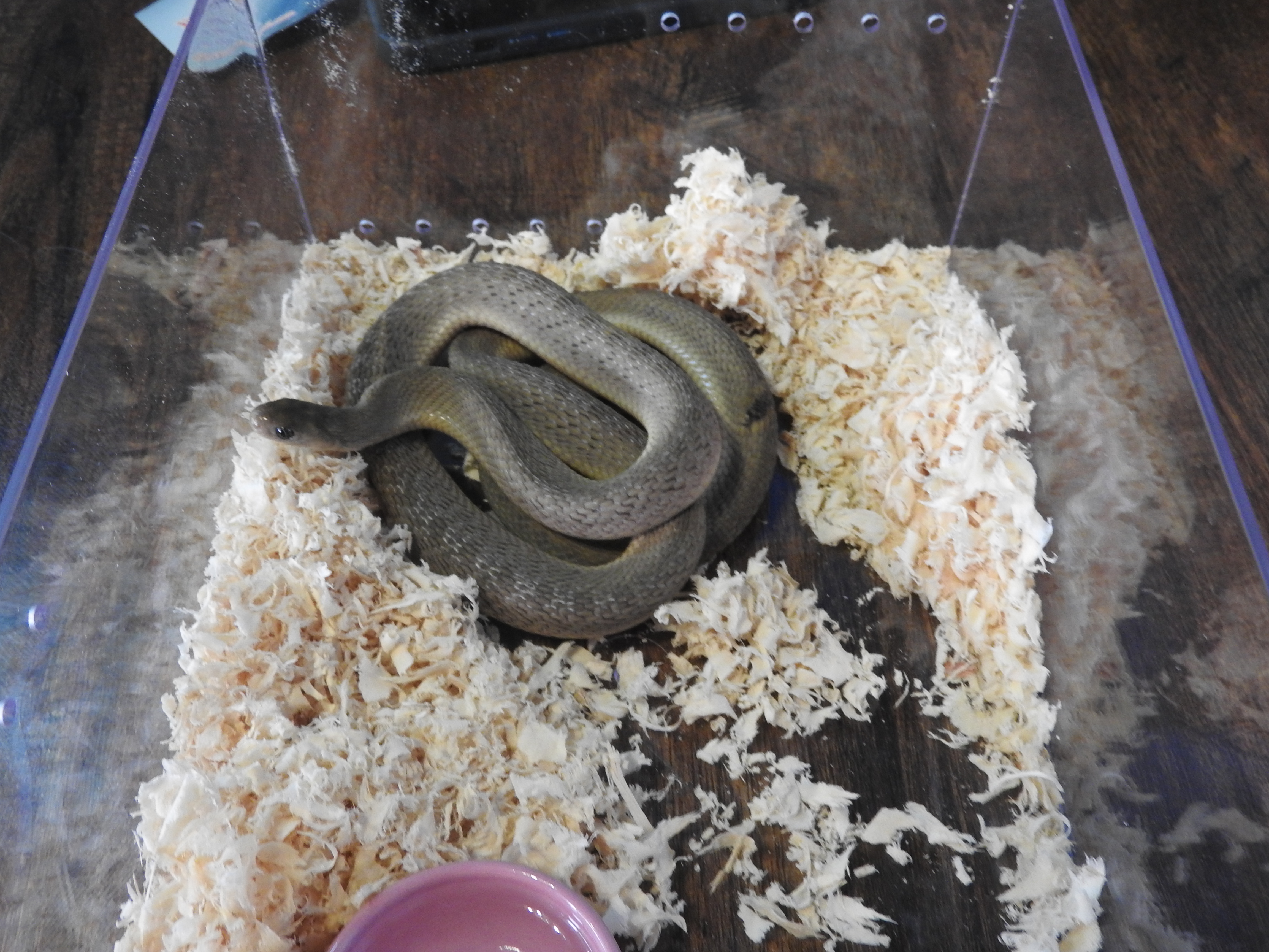 The African Egg-Eating Snake