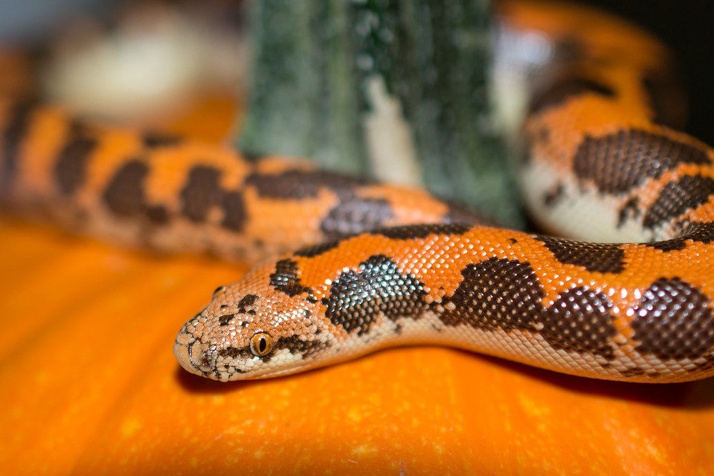The Kenyan Sand Boa