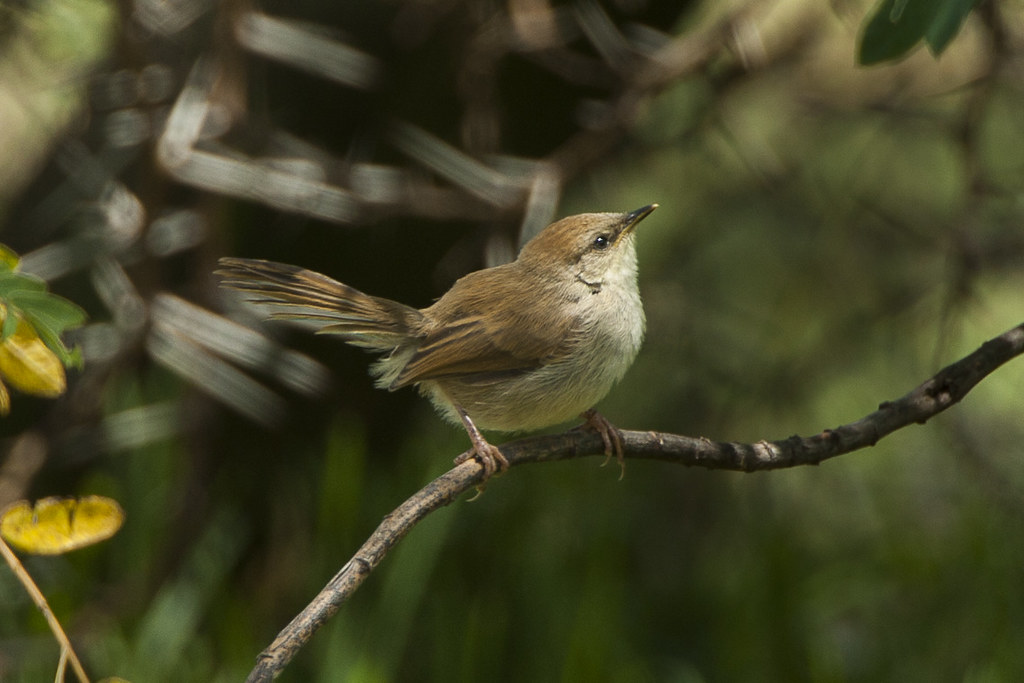 Tinkling Cisticola