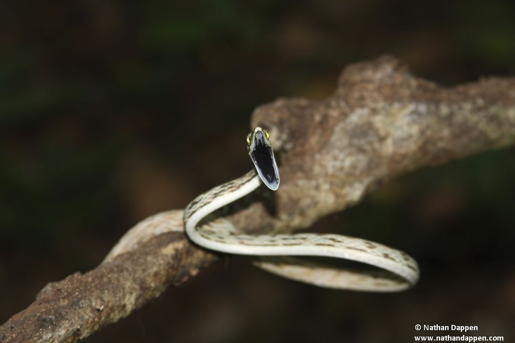 Tropical Vine Snake