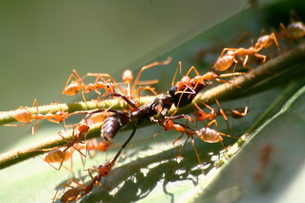 Weaver Ant