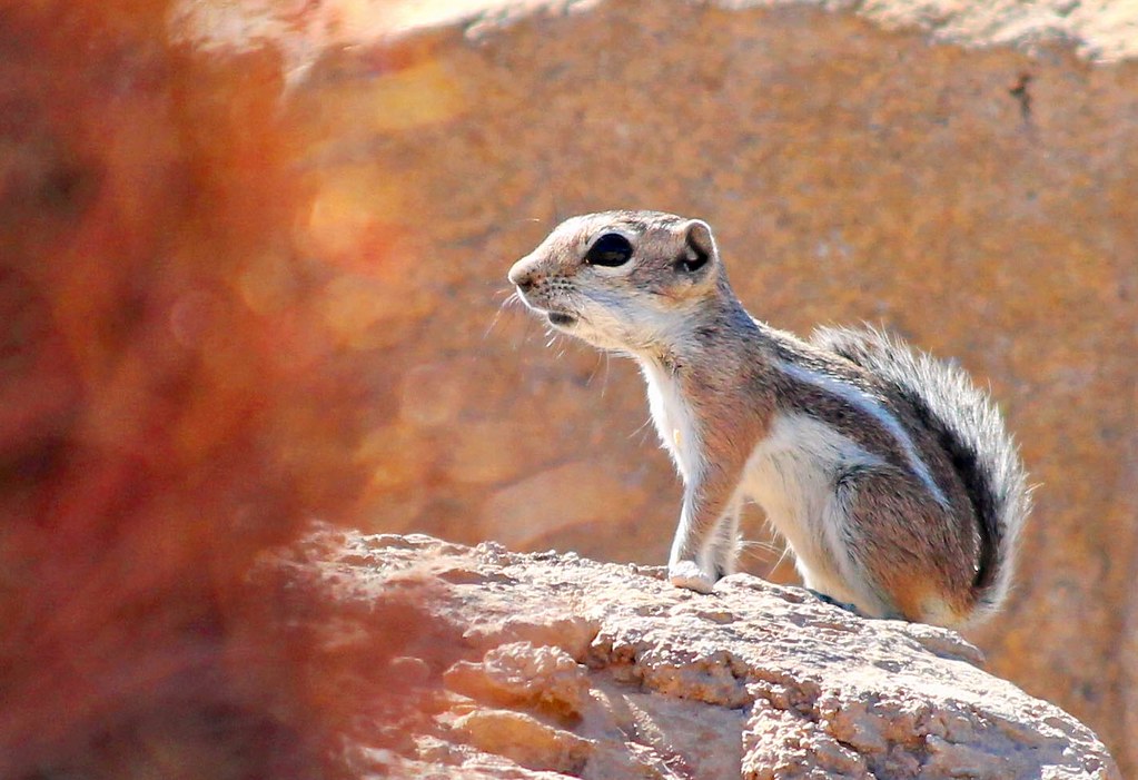 White-tailed Antelope Squirrel