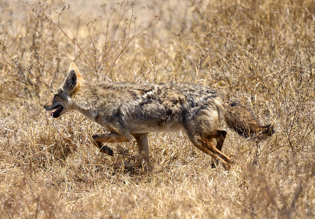 Yellow Jackals