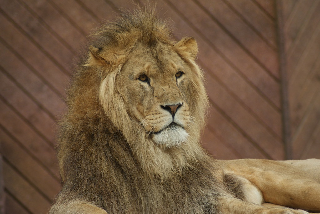 African Lion