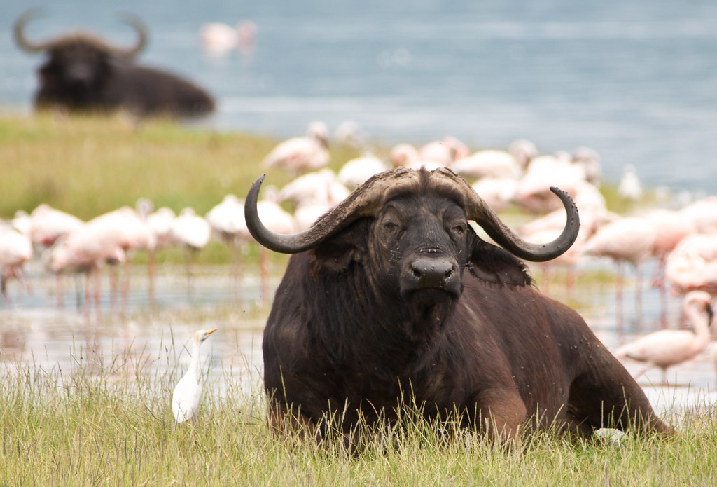 Cape Buffalo