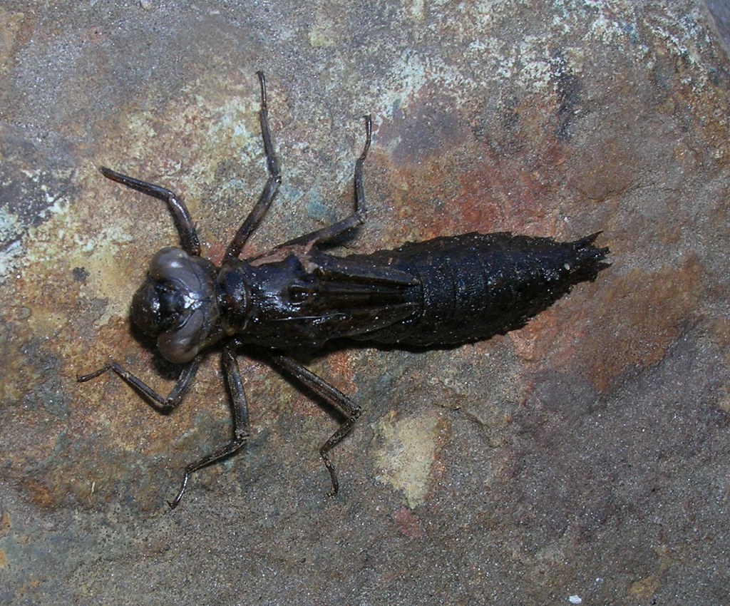 Dragonfly Nymphs