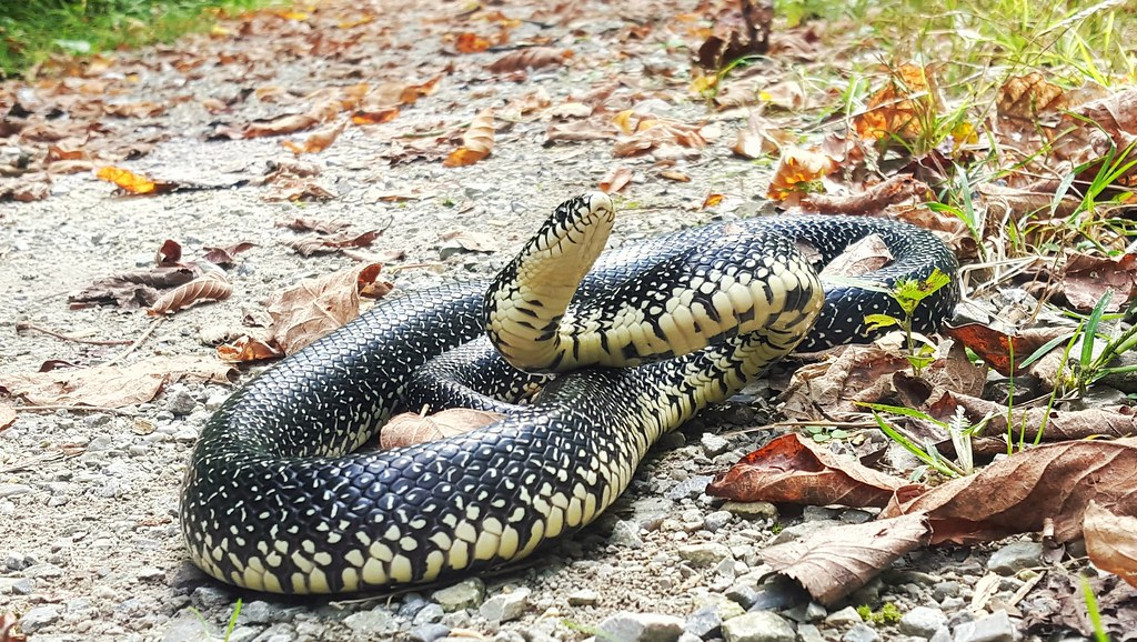 Eastern Black Kingsnake