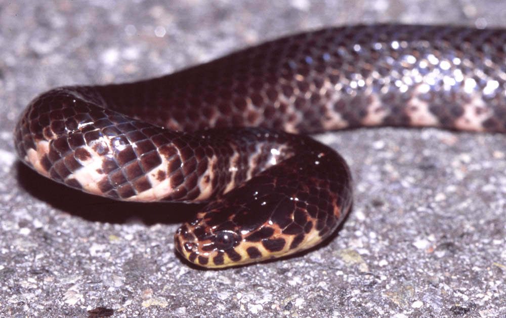 Eastern Mud Snake 