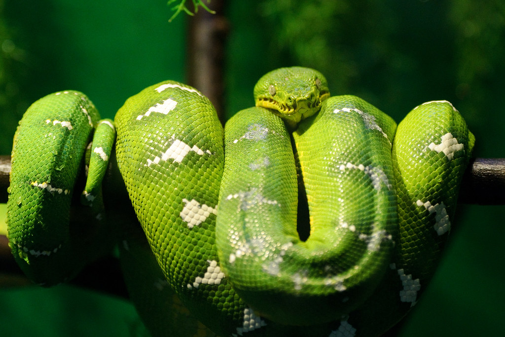 Emerald Tree Boa