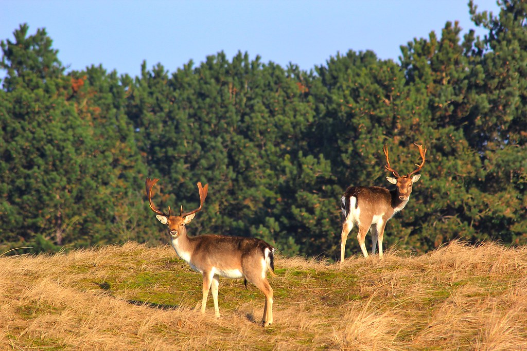 Fallow Deer