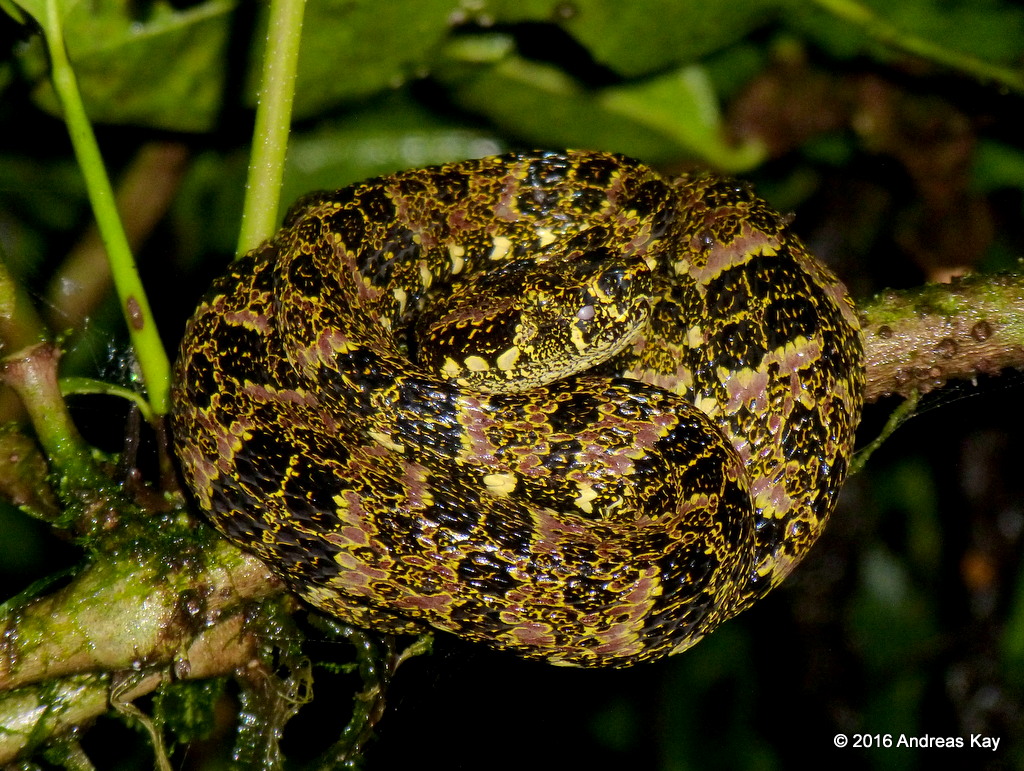 Forest Pitviper