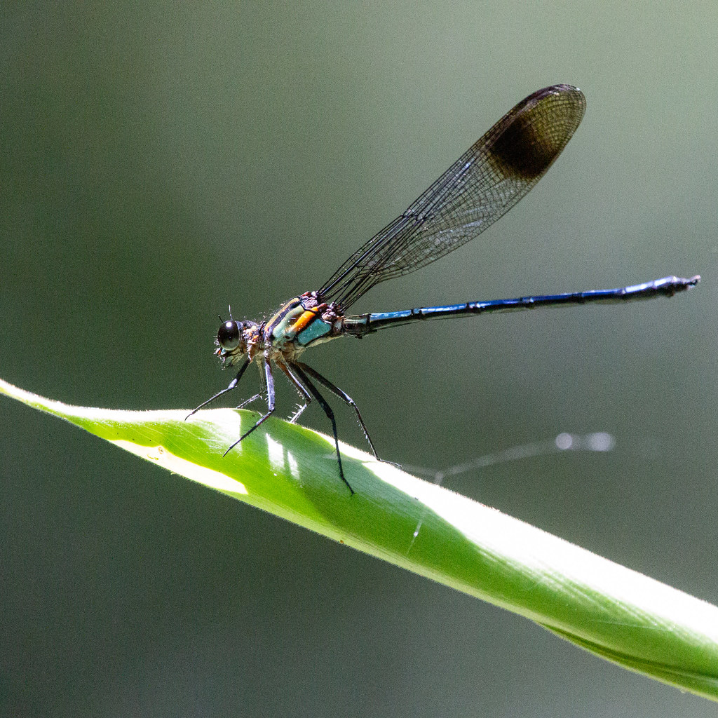 Giant Damselflies
