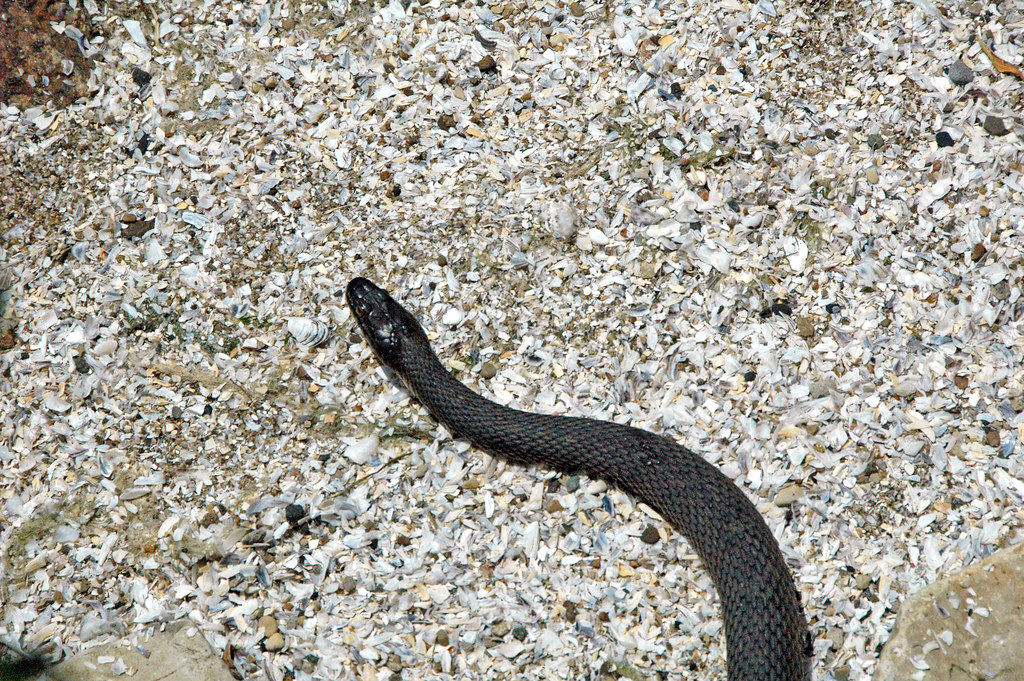 Lake Erie Water Snake
