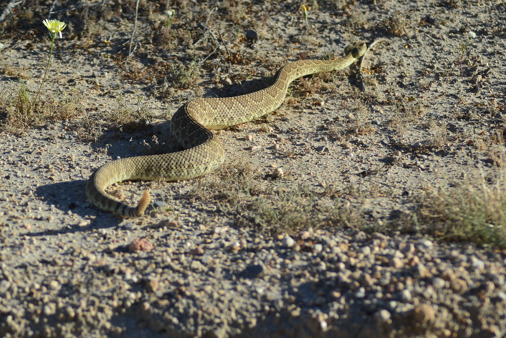 Mojave Green Rattlesnake