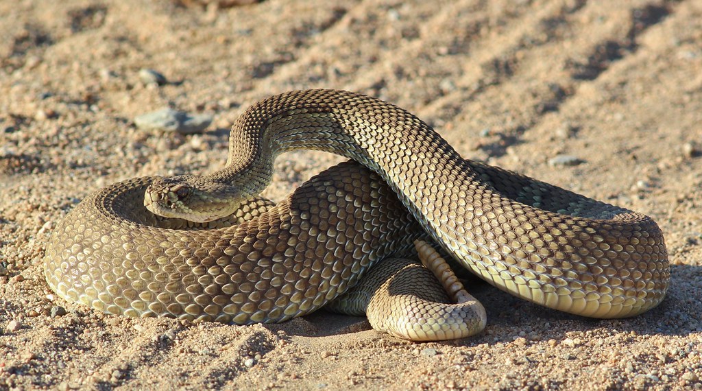 Mojave Rattlesnakes - Different Types of Rattlesnakes in California 