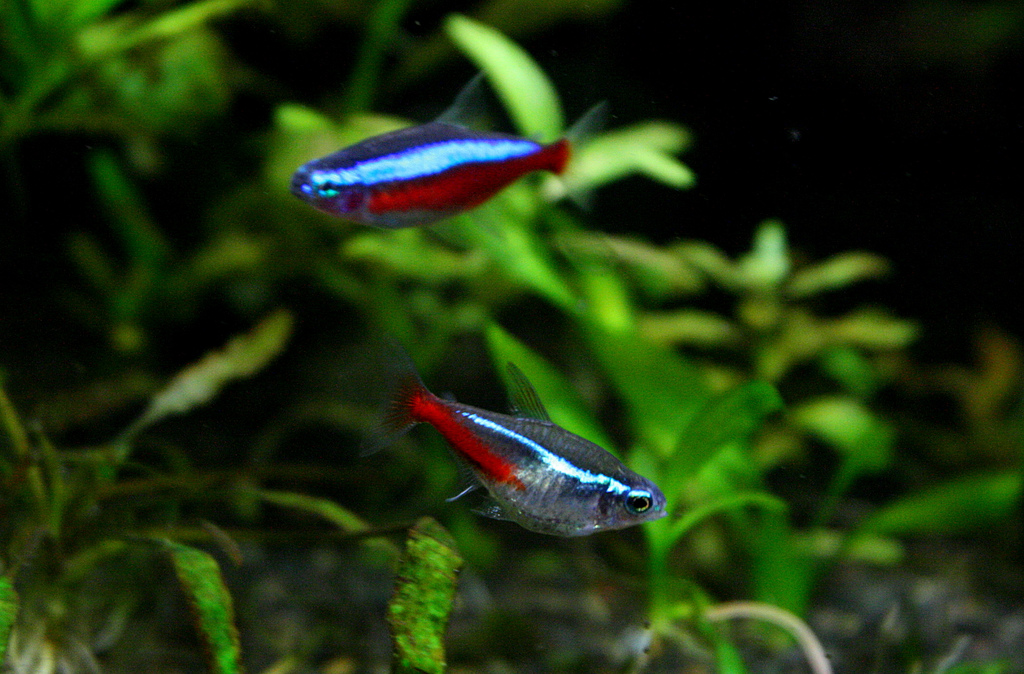 Neon Tetra