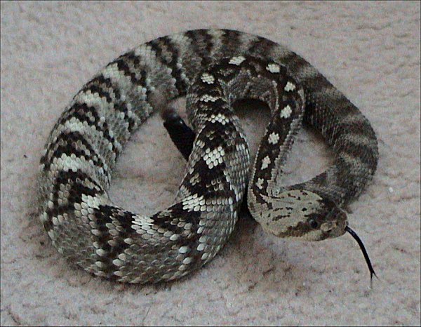 Northern Black-Tailed Rattlesnake 