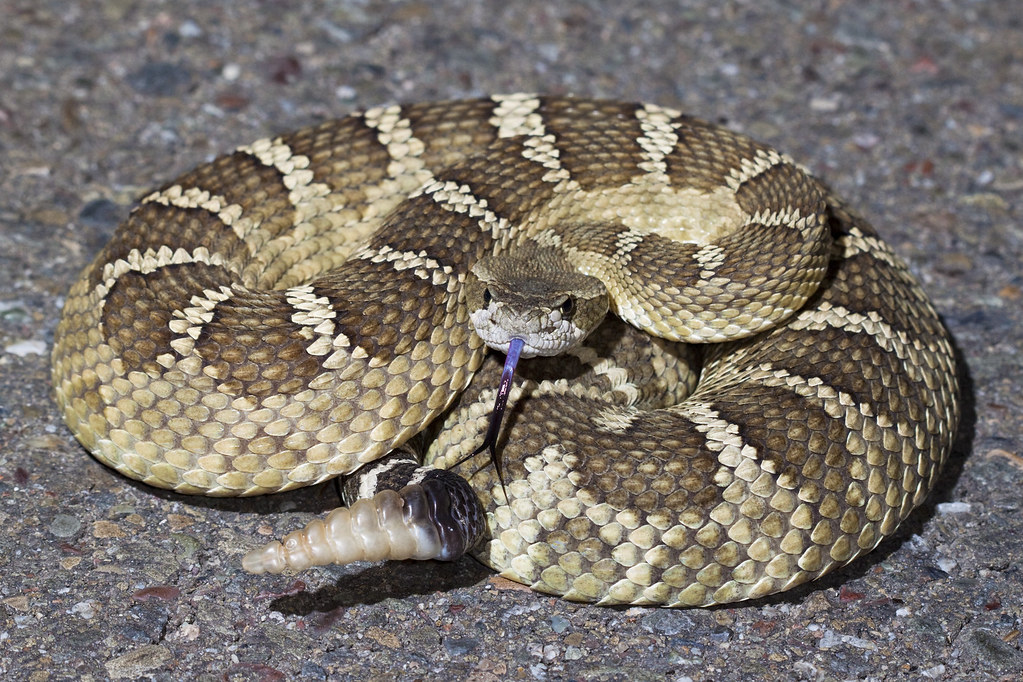 Northern Pacific Rattlesnakes - Different Types of Rattlesnakes in California 