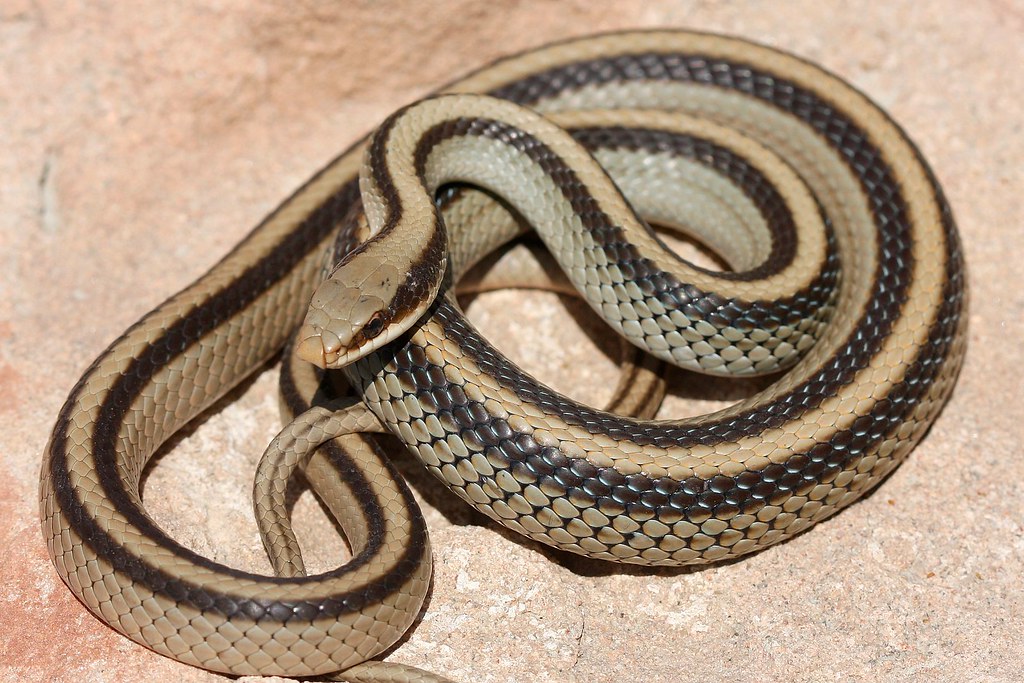 Patchnose Snake 
