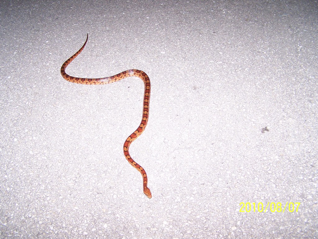Red Corn Snakes 