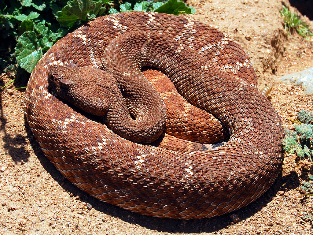 Red Diamond Rattlesnakes - Different Types of Rattlesnakes in California 