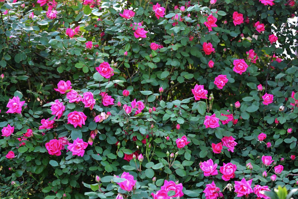Rose Bush