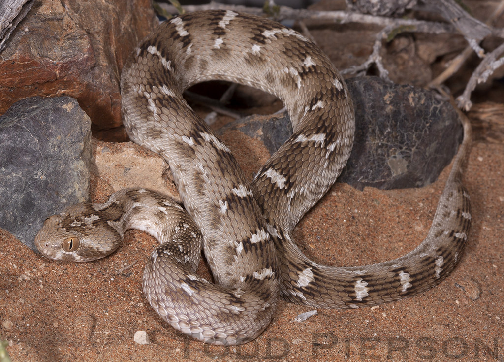 Saw Scaled Viper