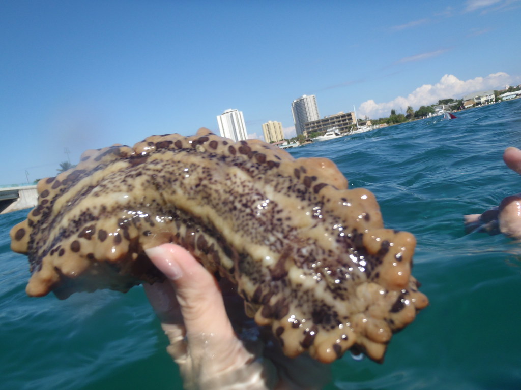 Sea Cucumbers