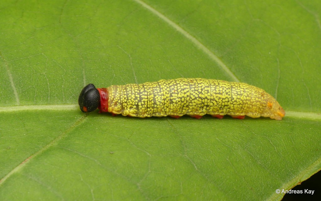 Skipper Caterpillars - Animals With Big Butts