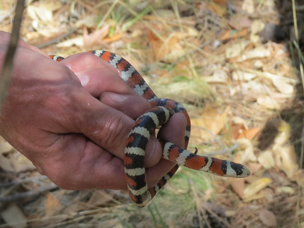 Sonora Mountain Kingsnake
