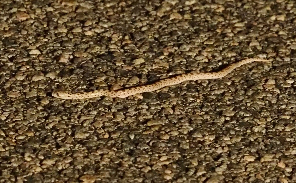 Spotted Leaf-Nosed Snake