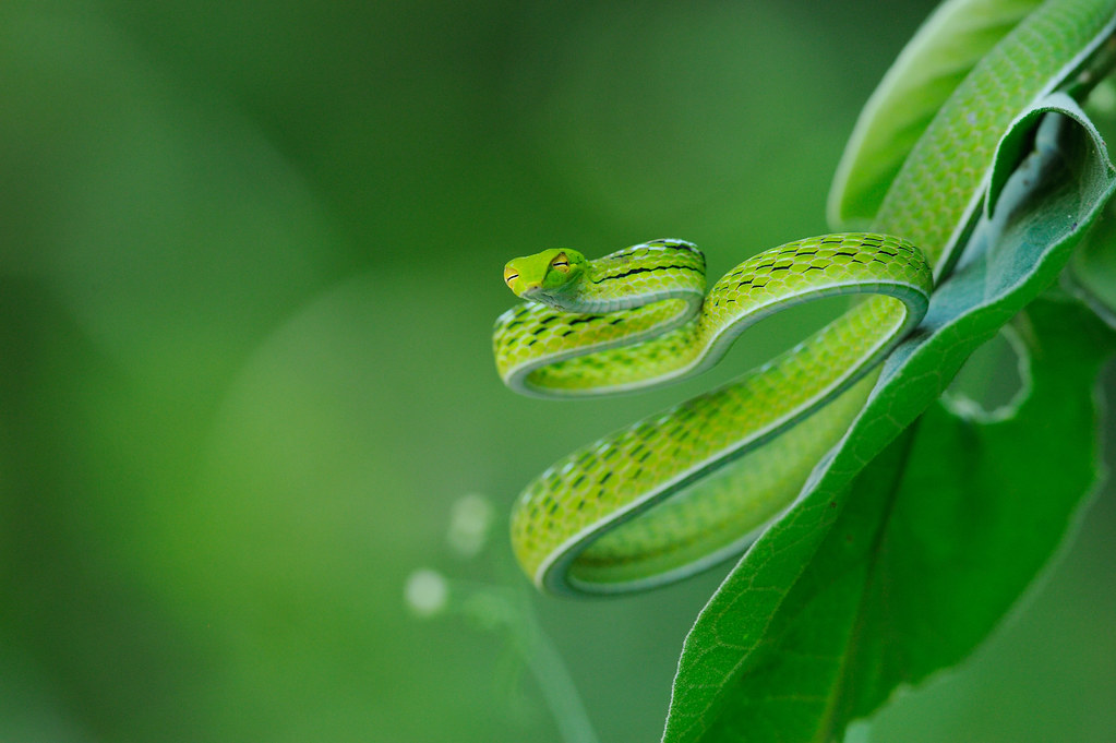Vine Snake