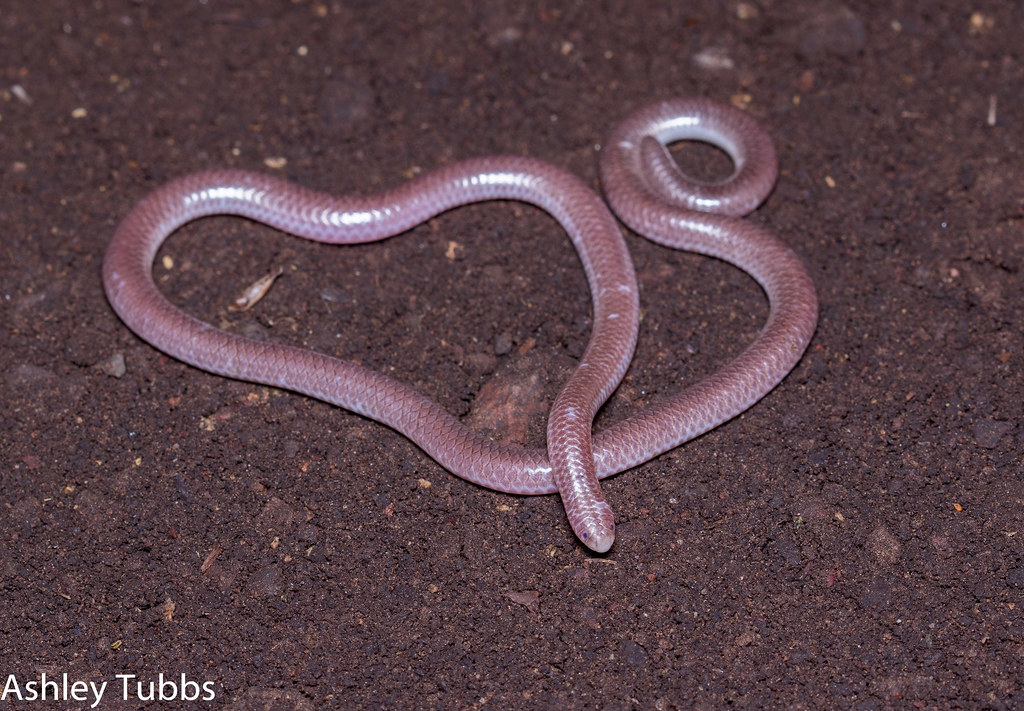 Western Blind Snake