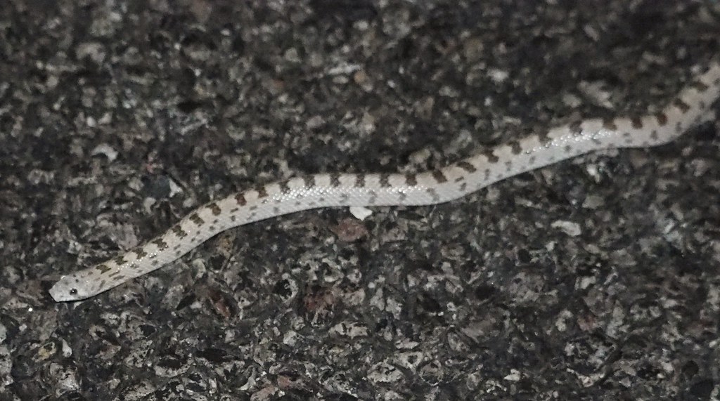 Western Leaf-Nosed Snake