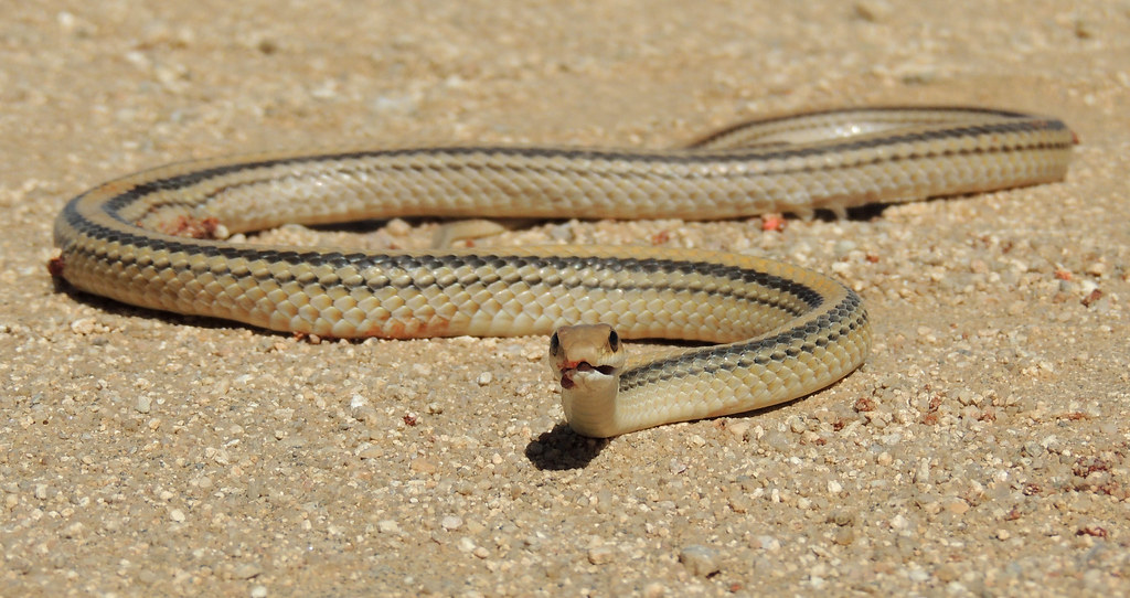 Western Patch-Nosed Snake