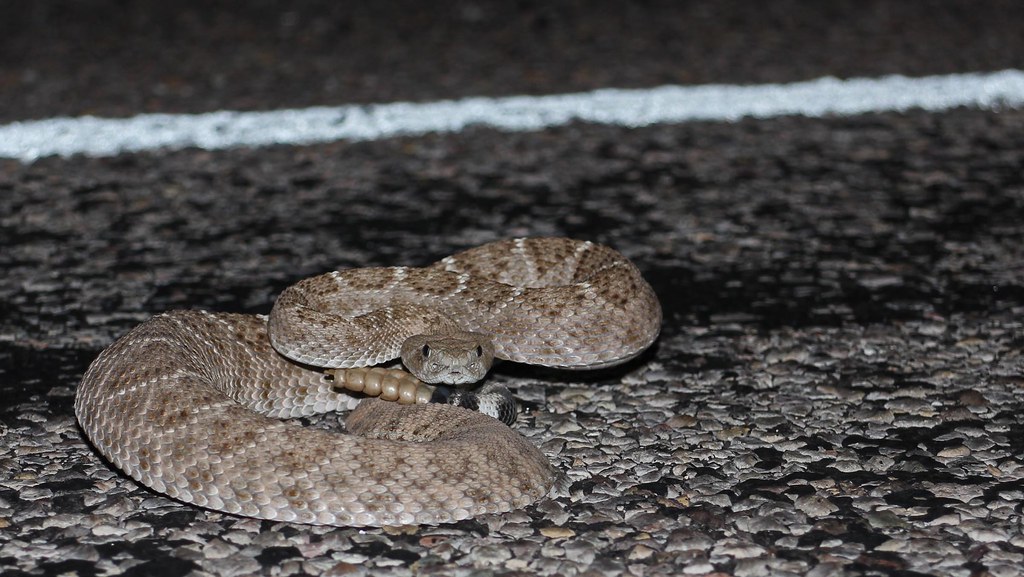Western Rattlesnake - Different Types of Snakes in Oregon