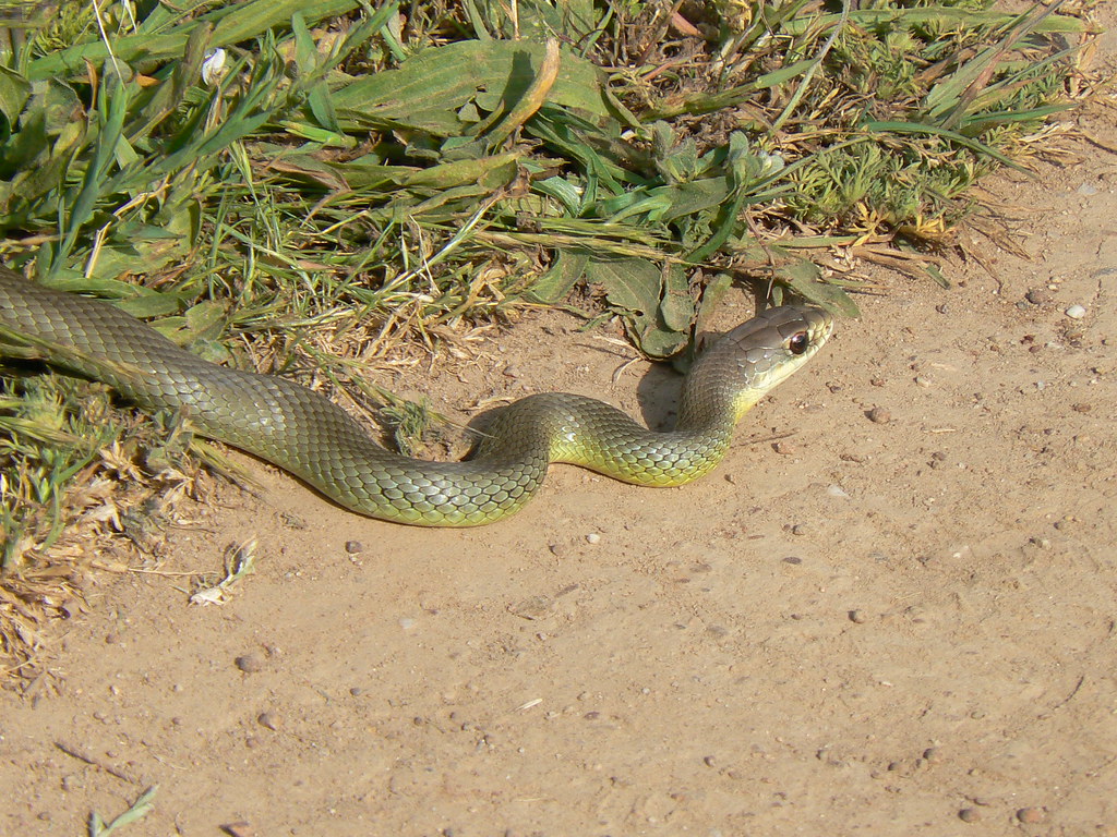Western Yellow-Bellied Racer