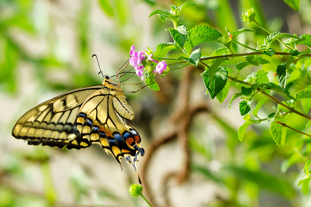 Yellow Swallowtails