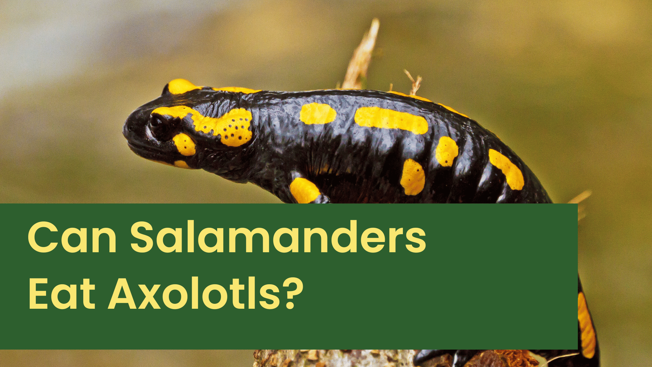 Can Salamanders Eat Axolotls