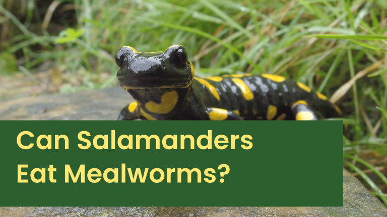 Can Salamanders Eat Mealworms?