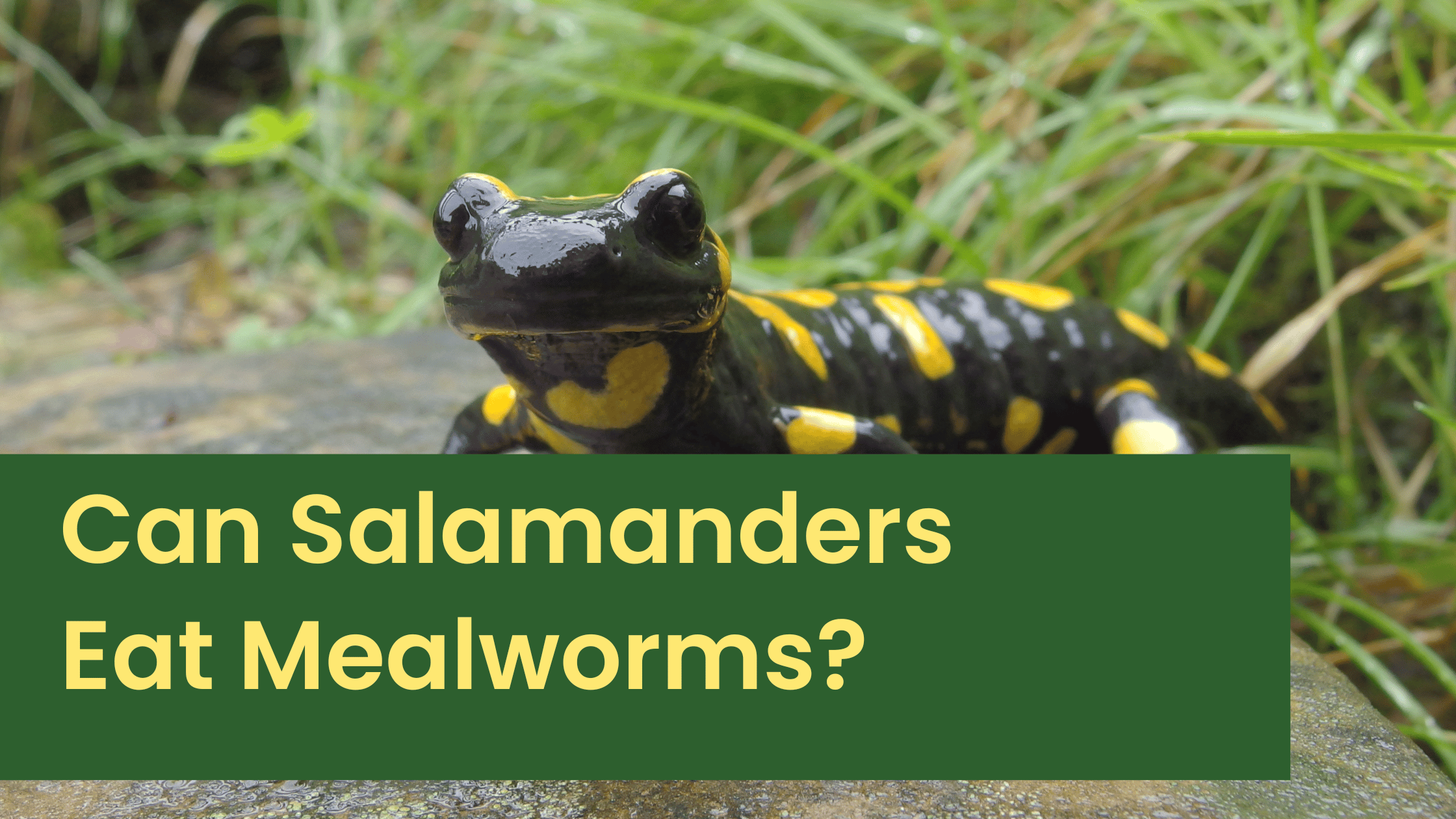 Can Salamanders Eat Mealworms